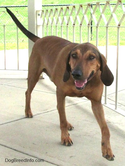 Redbone Coonhound Dog: Redbone Redbonecoonhound Breed