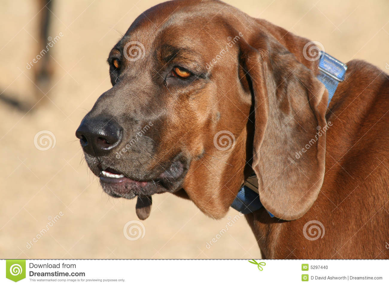 Redbone Coonhound Dog: Redbone Stock Redbone Coonhound Dog Breed