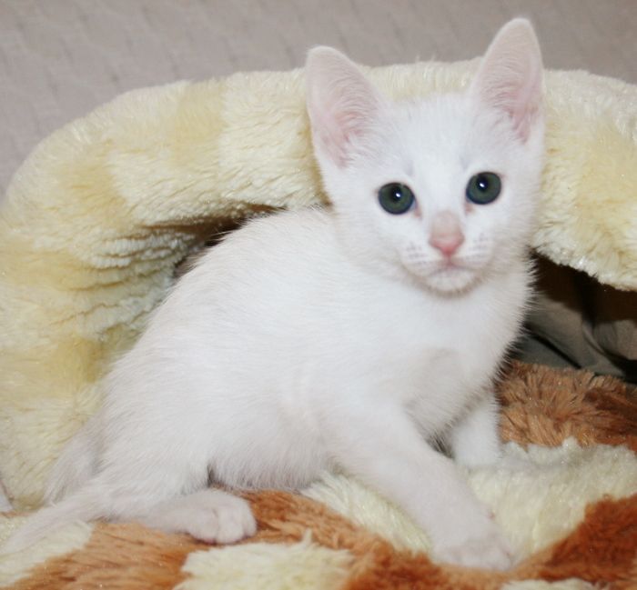 Khao Manee Kitten: Reduced Registered Ped White Khao Manee Kitten Eastleigh Breed