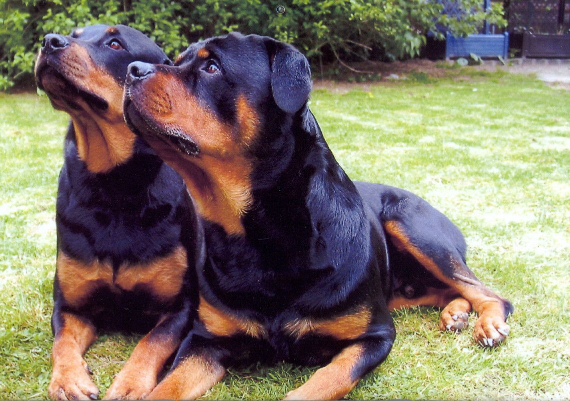 Rottweiler Dog: Rottweiler German Rottweiler Puppies And Dogs Breed