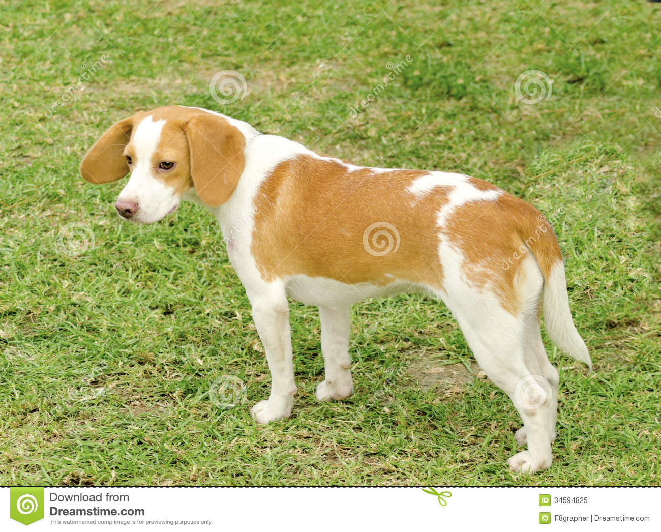 Istrian Shorthaired Hound Dog: Royalty Free Stock Istrian Shorthaired Hound Young Beautiful White Orange Puppy Dog Standing Lawn Short Haired Breed