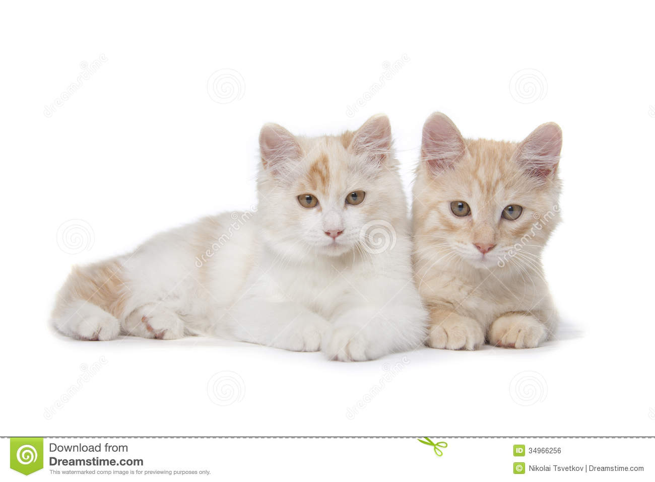 Kurilian Bobtail Kitten: Royalty Free Stock Two Kurilian Bobtails Cats Kittens Isolated Over White Background Breed