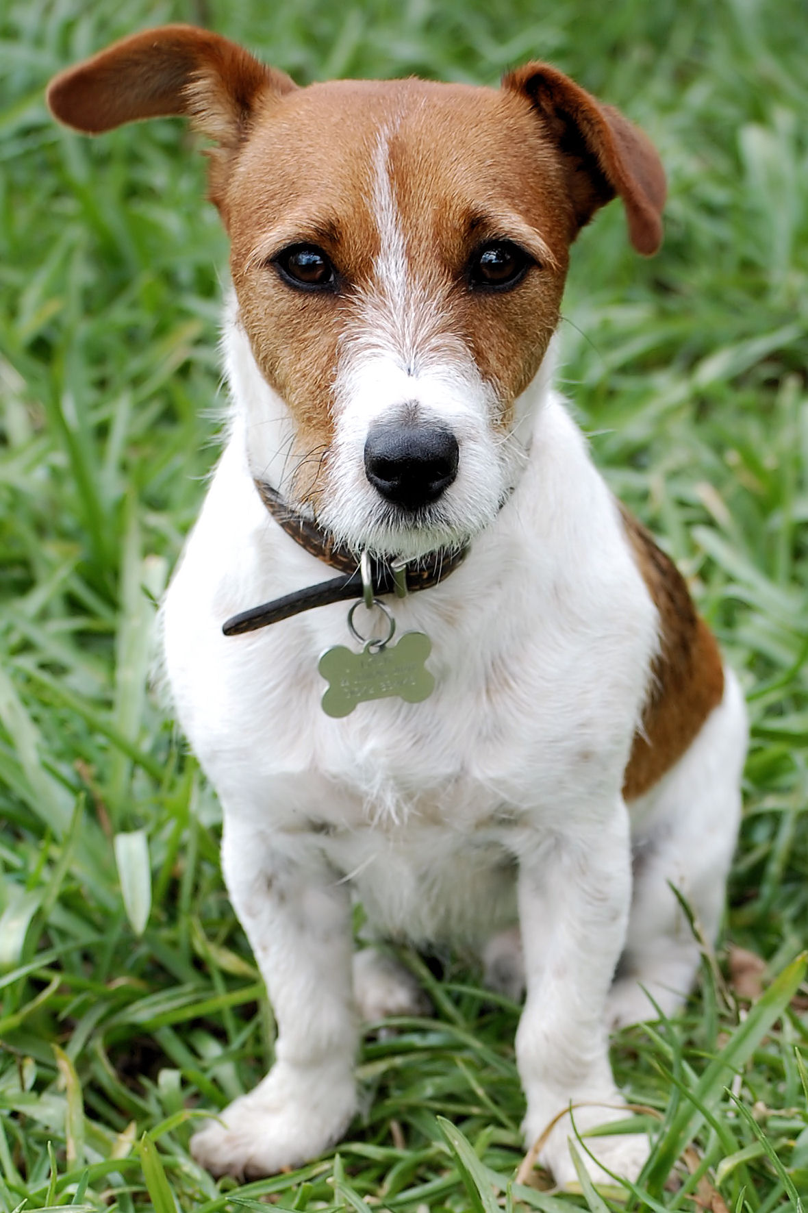 Russell Terrier Dog: Russell Breed