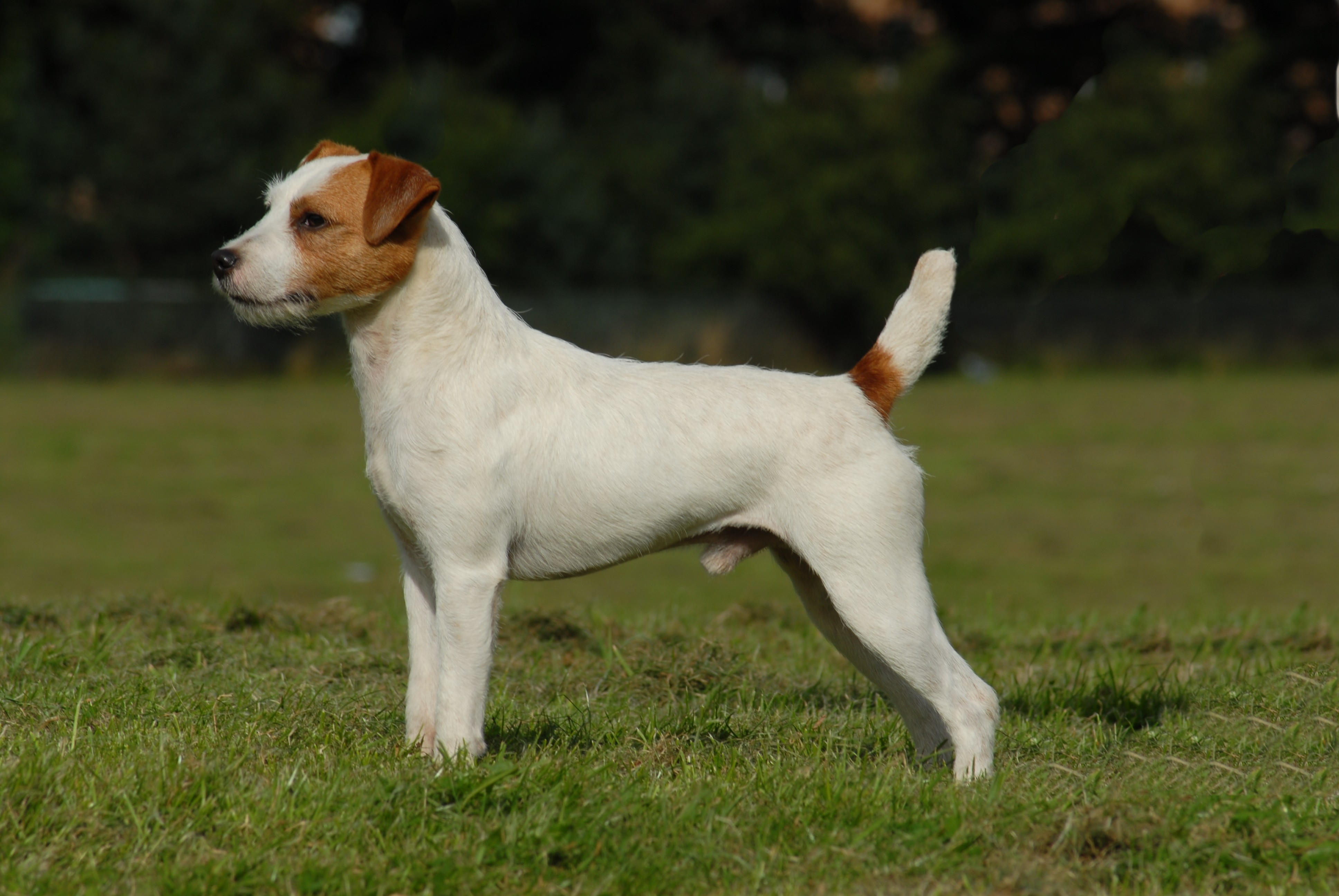 Russell Terrier Dog: Russell Dog Breeds List