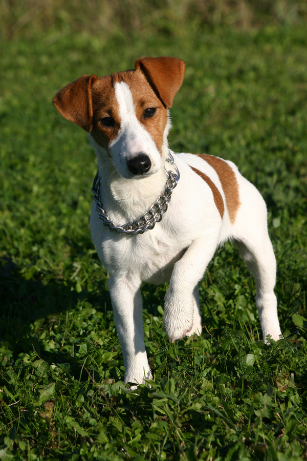 Russell Terrier Dog: Russell Jack Russell Terrier Smooth Breed