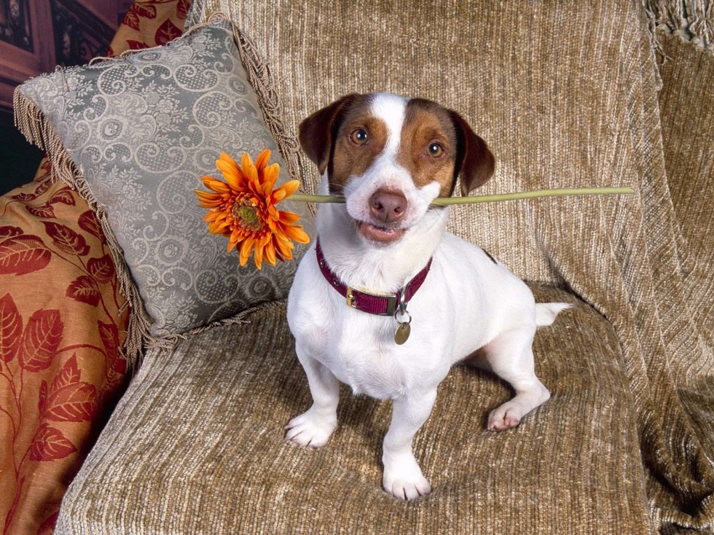 Russell Terrier Dog: Russell Jackrussellterrierpc X Breed