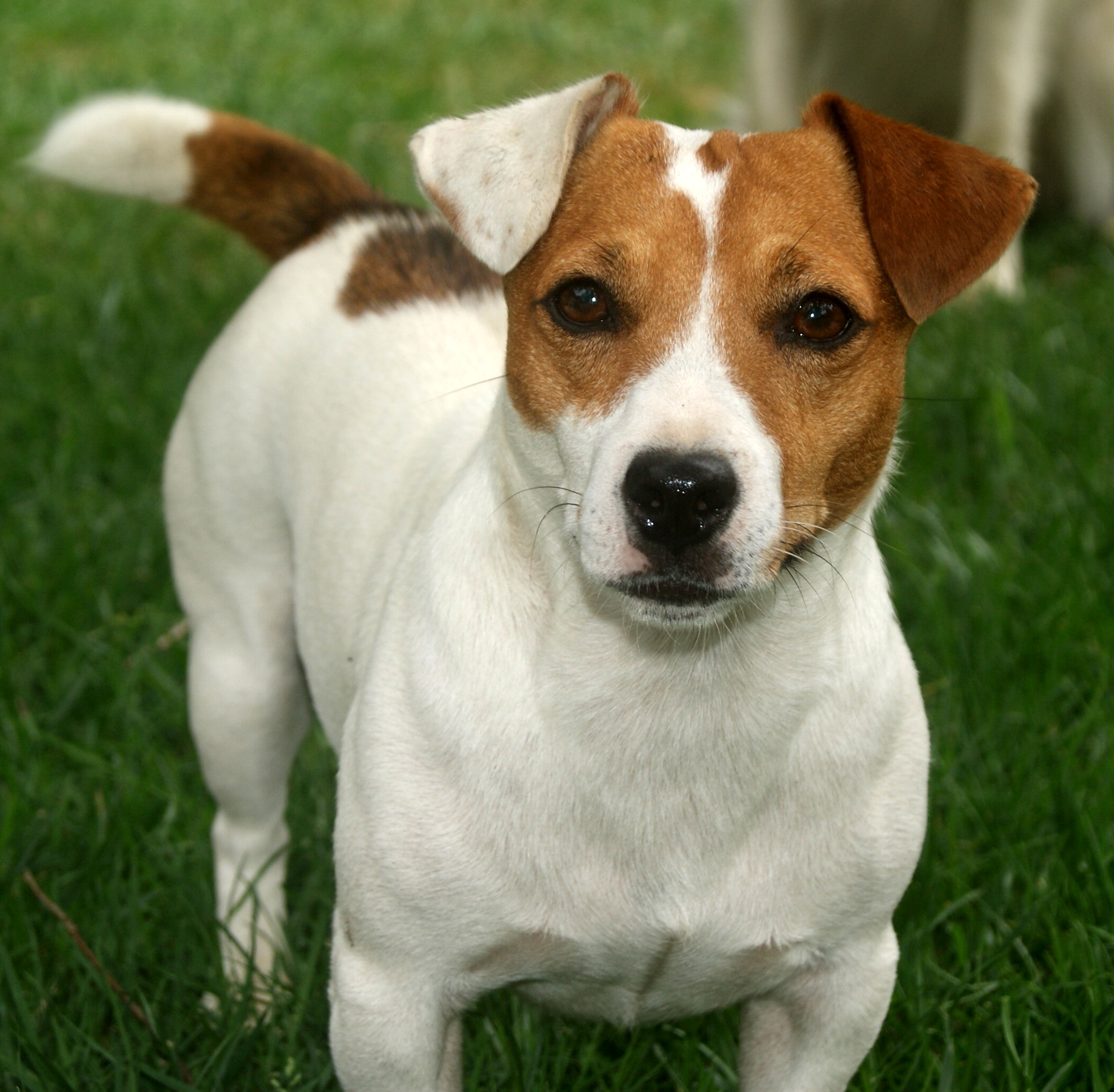 Russell Terrier Dog: Russell Lovely Jack Russell Terrier Dog Breed