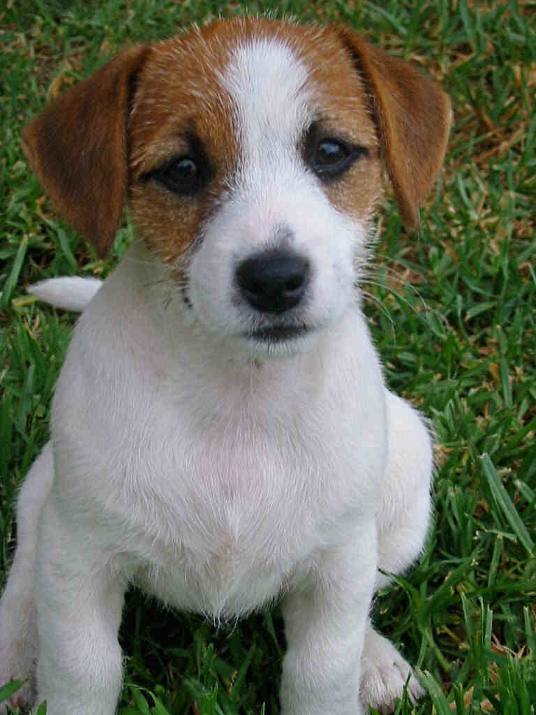 Russell Terrier Dog: Russell Nice Jack Russell Terrier Dog Breed