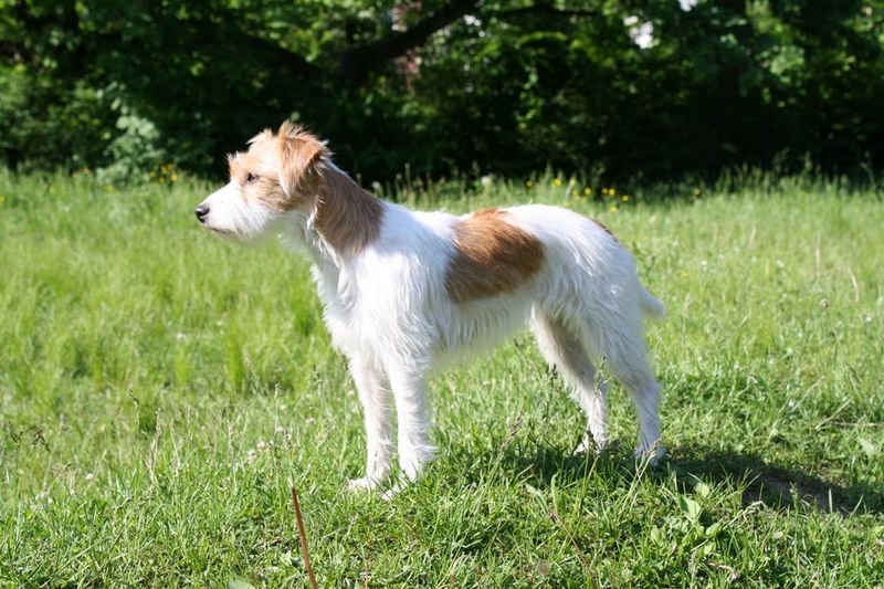 Russell Terrier Dog: Russell Parson Russell Terrier Dog Breed