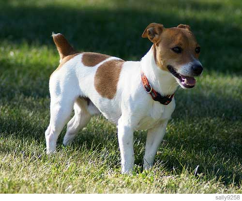 Russell Terrier Dog: Russell Smartest Small Dog Jack Russell Terrier Breed