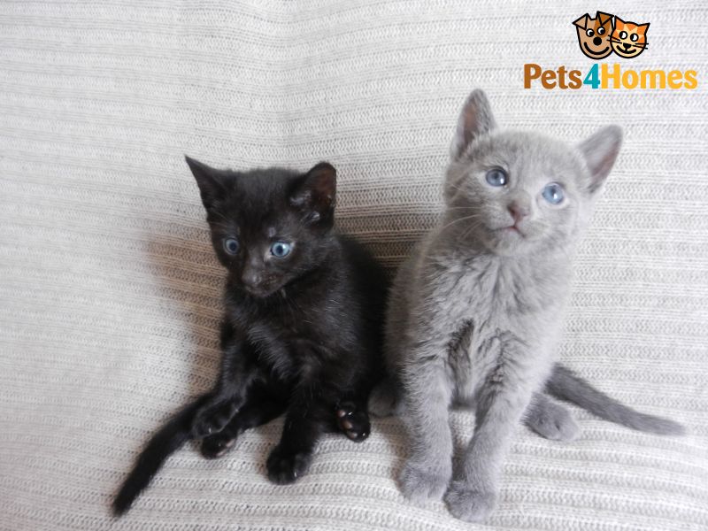 Russian Black Kitten: Russian Black Kitten Not Blue Wolverhampton Breed