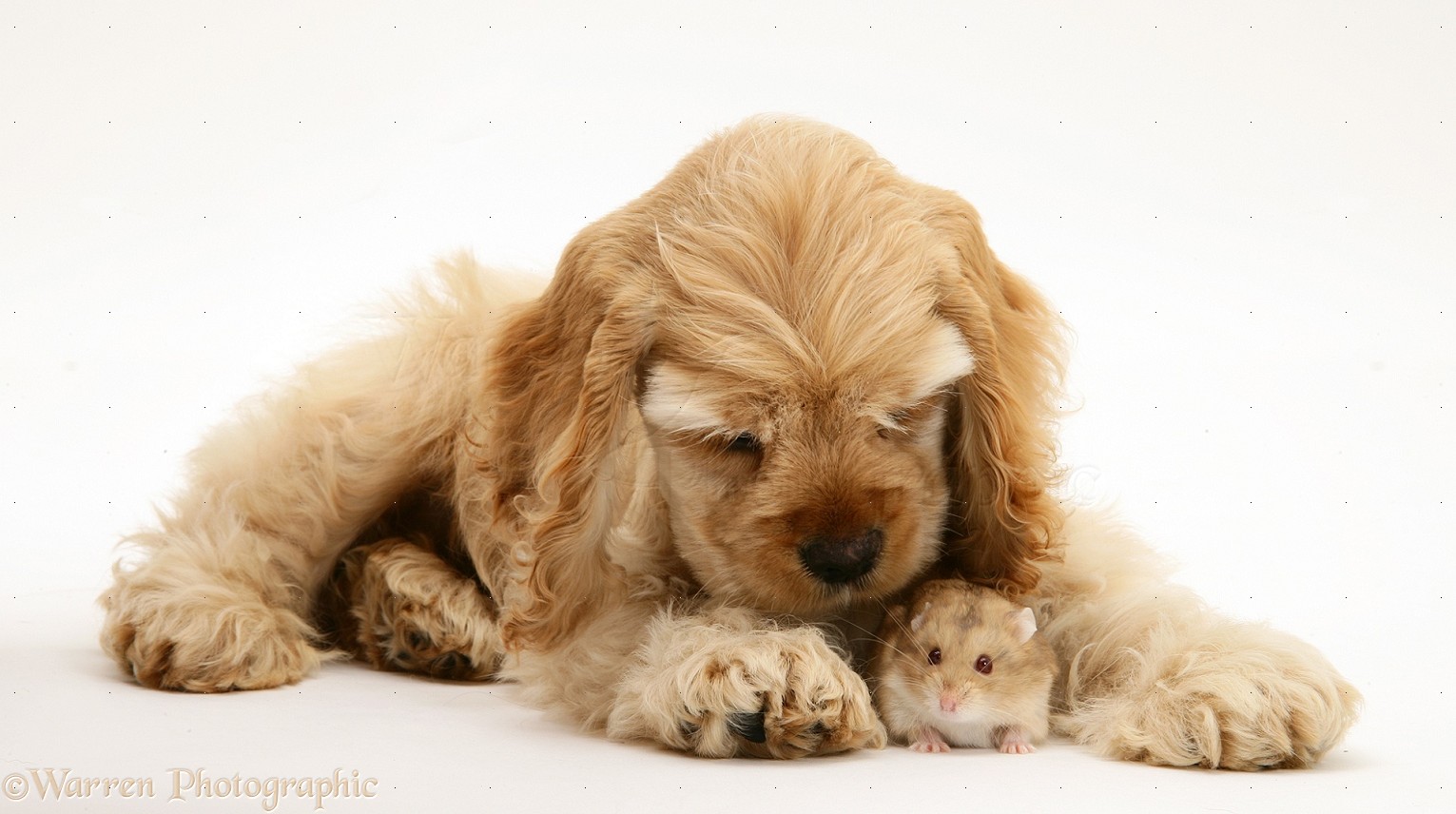 Russian Spaniel Puppies: Russian Buff American Cocker Spaniel Pup With Hamster Breed