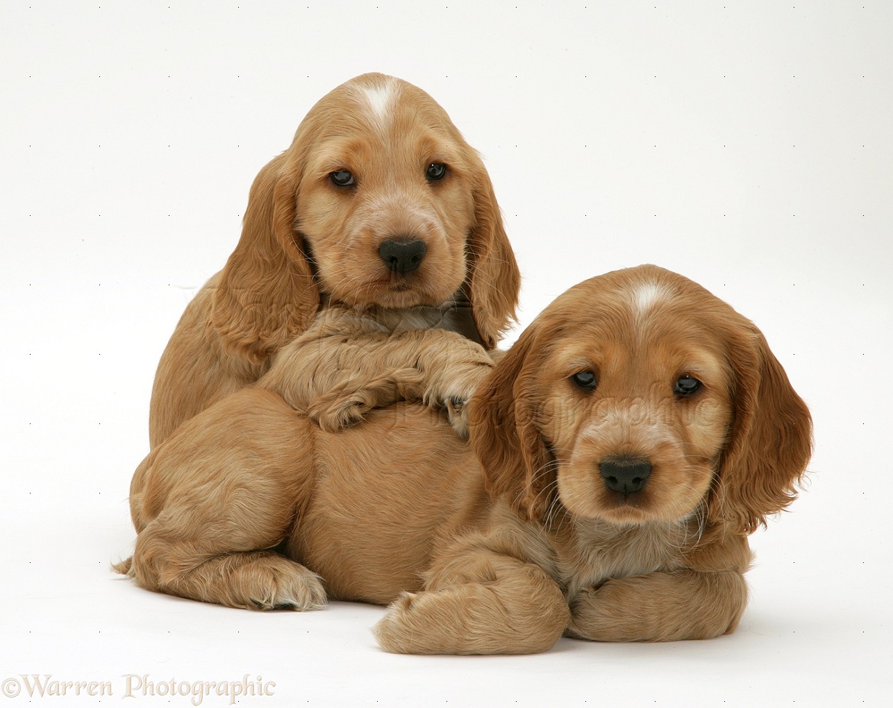 Russian Spaniel Puppies: Russian Cute Little Puppy Cute Puppies Fanpop Fanclubs Breed