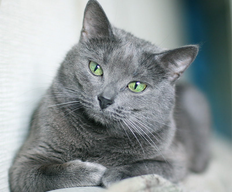 Russian Blue Cat: Russian Funnycats Breed