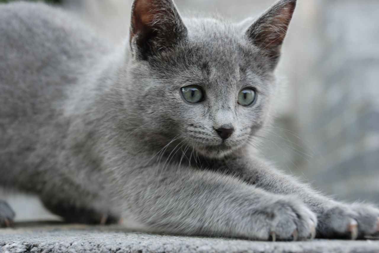 Russian Blue Cat: Russian Gccf Full Pedigree Russian Blue Kittens Swansea Breed