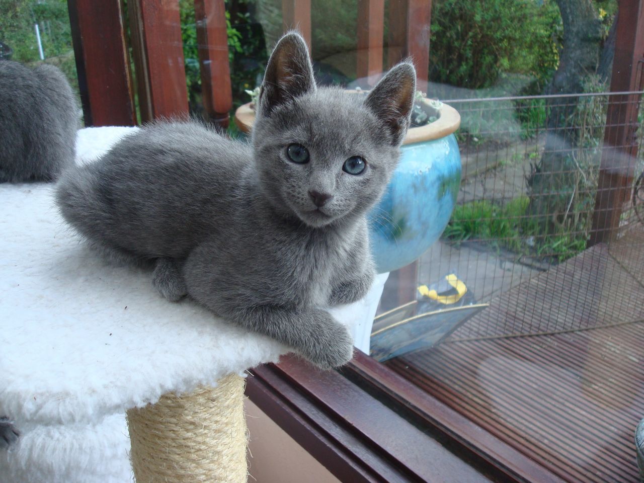 Russian Blue Kitten: Russian Persian Kittens Newbury Breed
