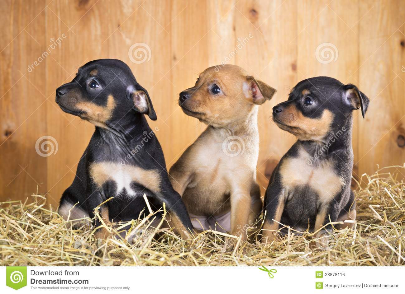 Russian Toy Puppies: Russian Royalty Free Stock Three Russian Toy Terrier Puppies Breed