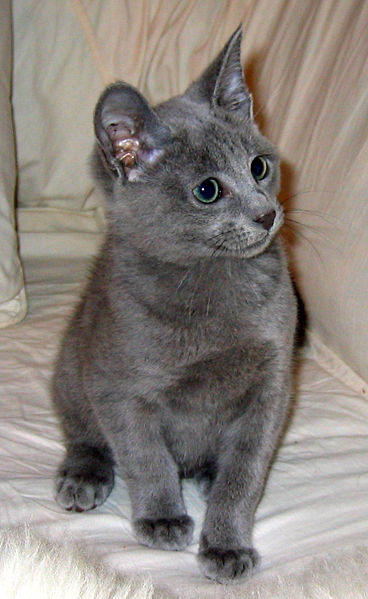 Russian Blue Cat: Russian Russian Blue Cat Specs Pictures Breed