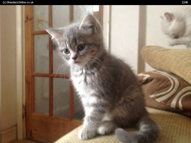 Russian Tabby Kitten: Russian Russian Tabby Cat Breed
