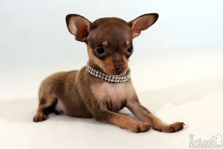 Russian Toy Dog: Russian Russian Toy Terrier Breed