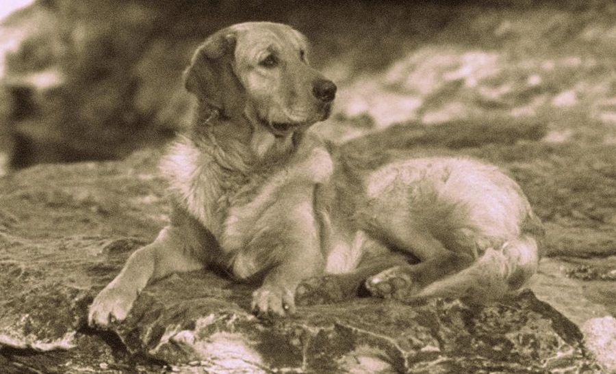 Russian tracker Dog: Russian Russian Tracker Breed