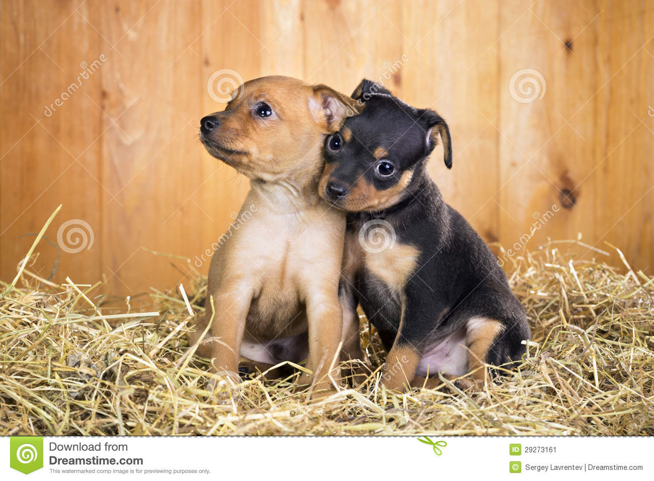 Russian Toy Puppies: Russian Stock Two Russian Toy Terrier Puppies Breed
