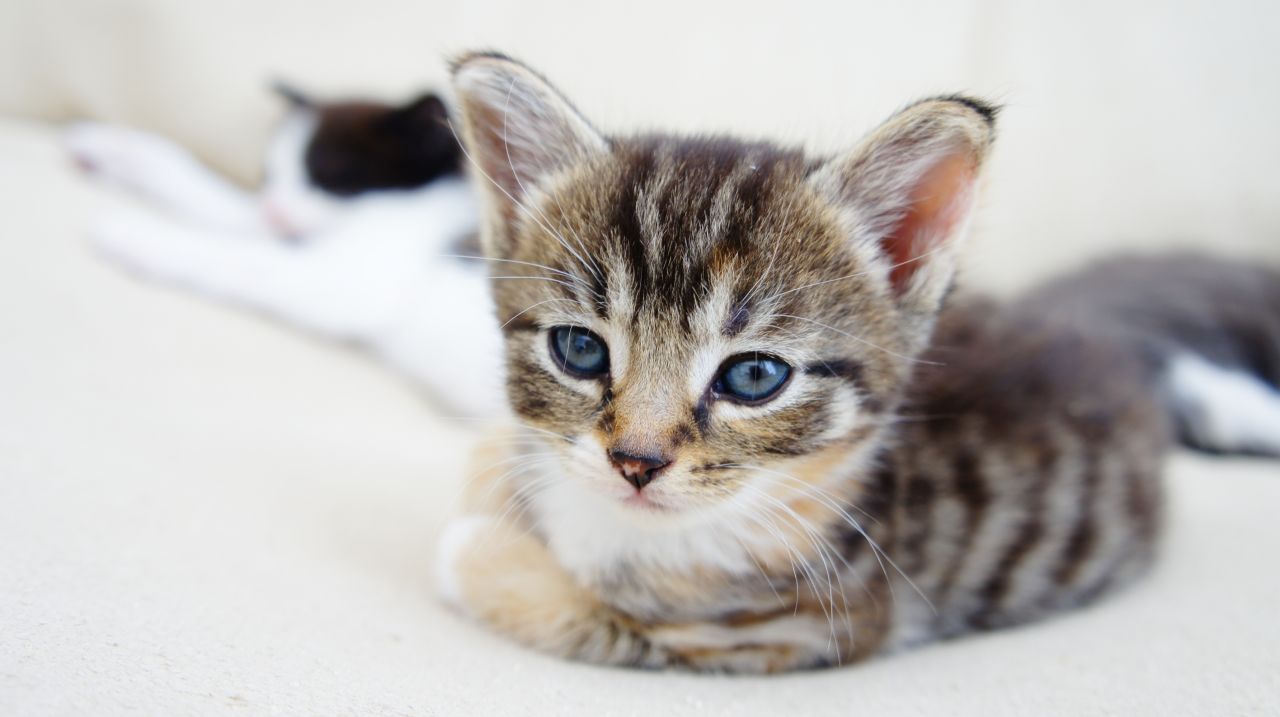 Russian Tabby Kitten: Russian Tabbyrussianbluecats Breed