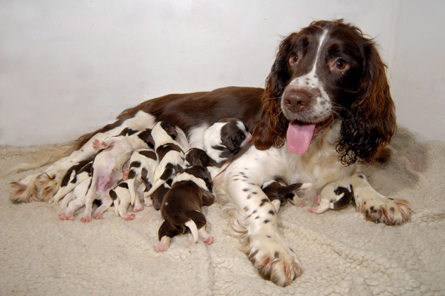 Russian Spaniel Puppies: Russian Whoa Mama Astounding Dog Litters Breed