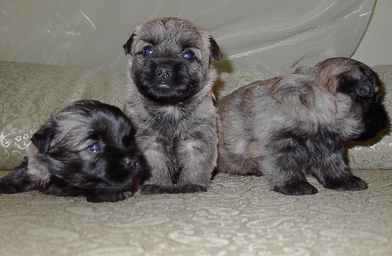 Saarlooswolfhond Puppies: Saarlooswolfhond Cairn Terrier Dog Reviews And Pictures Breed