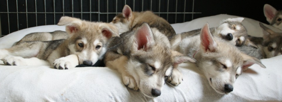 Saarlooswolfhond Puppies: Saarlooswolfhond De Saarlooswolfhond Breed