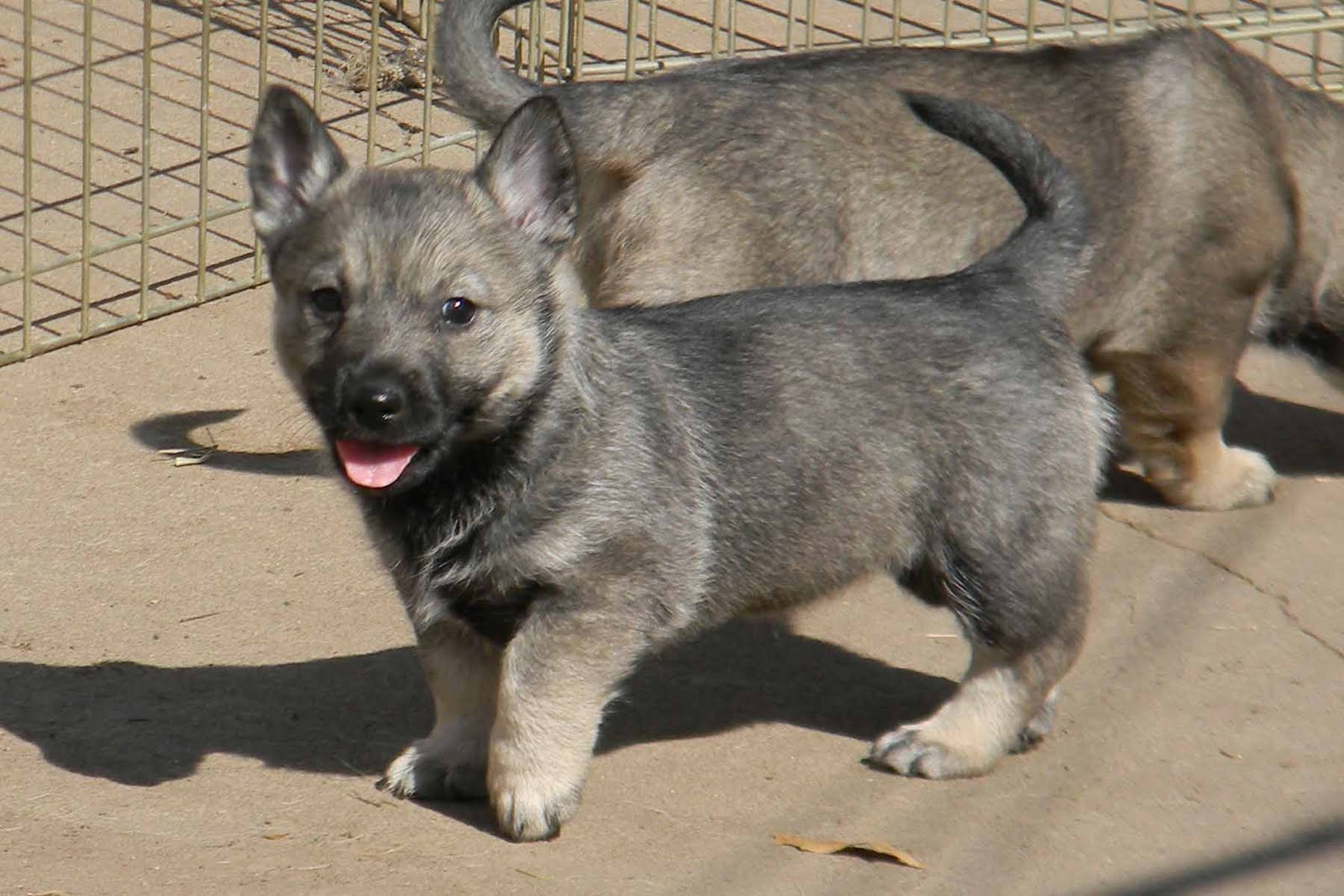 Saarlooswolfhond Puppies: Saarlooswolfhond Of The Worlds Rarest Dog Breeds