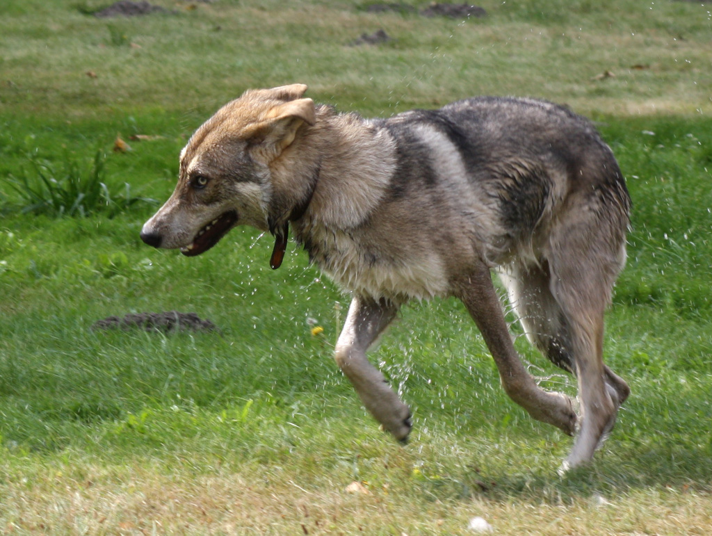 Saarlooswolfhond Dog: Saarlooswolfhond Running Saarlooswolfhond Dog Breed