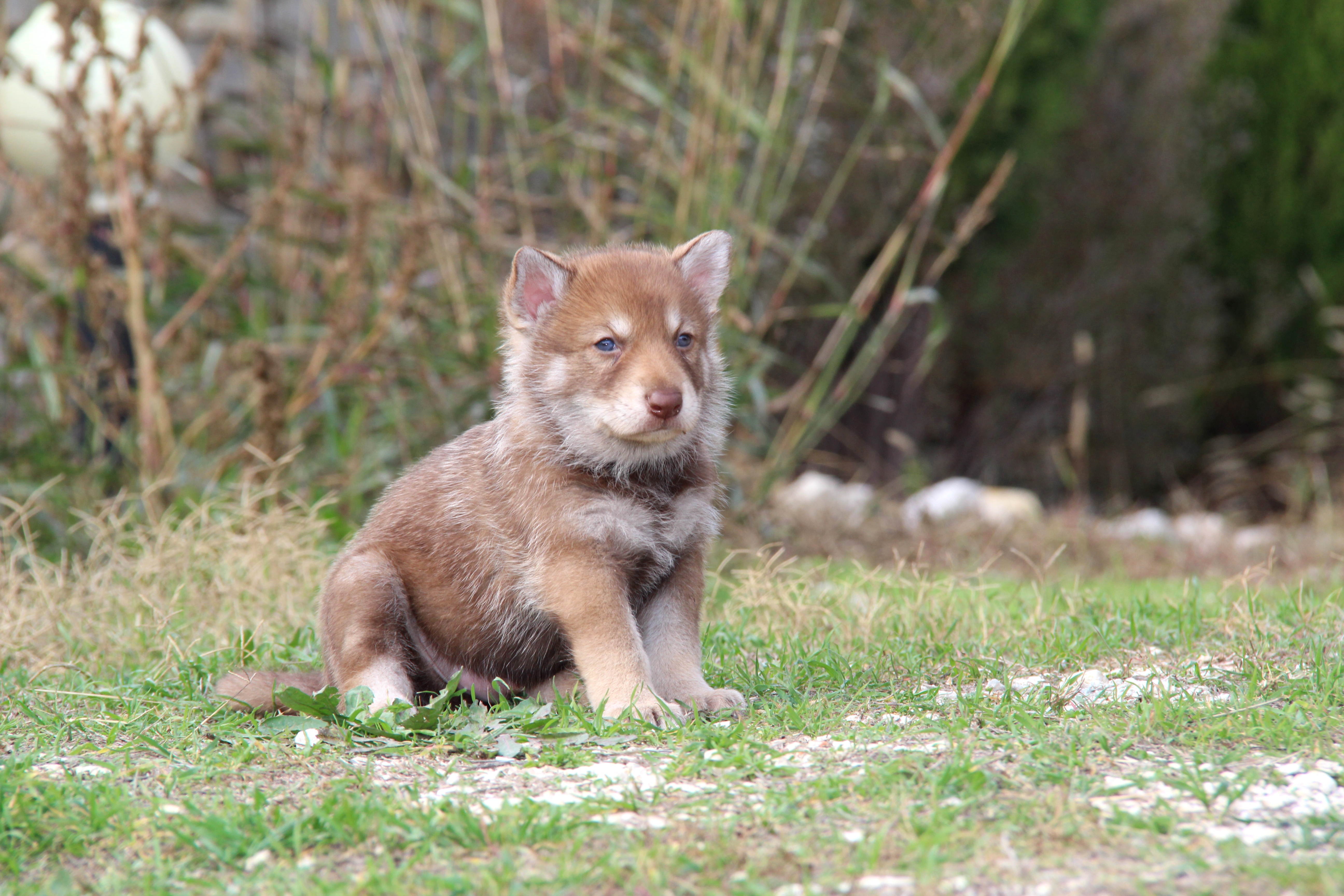 Saarlooswolfhond Puppies: Saarlooswolfhond Saarloos Wolfdog Puppies For Sale Breed