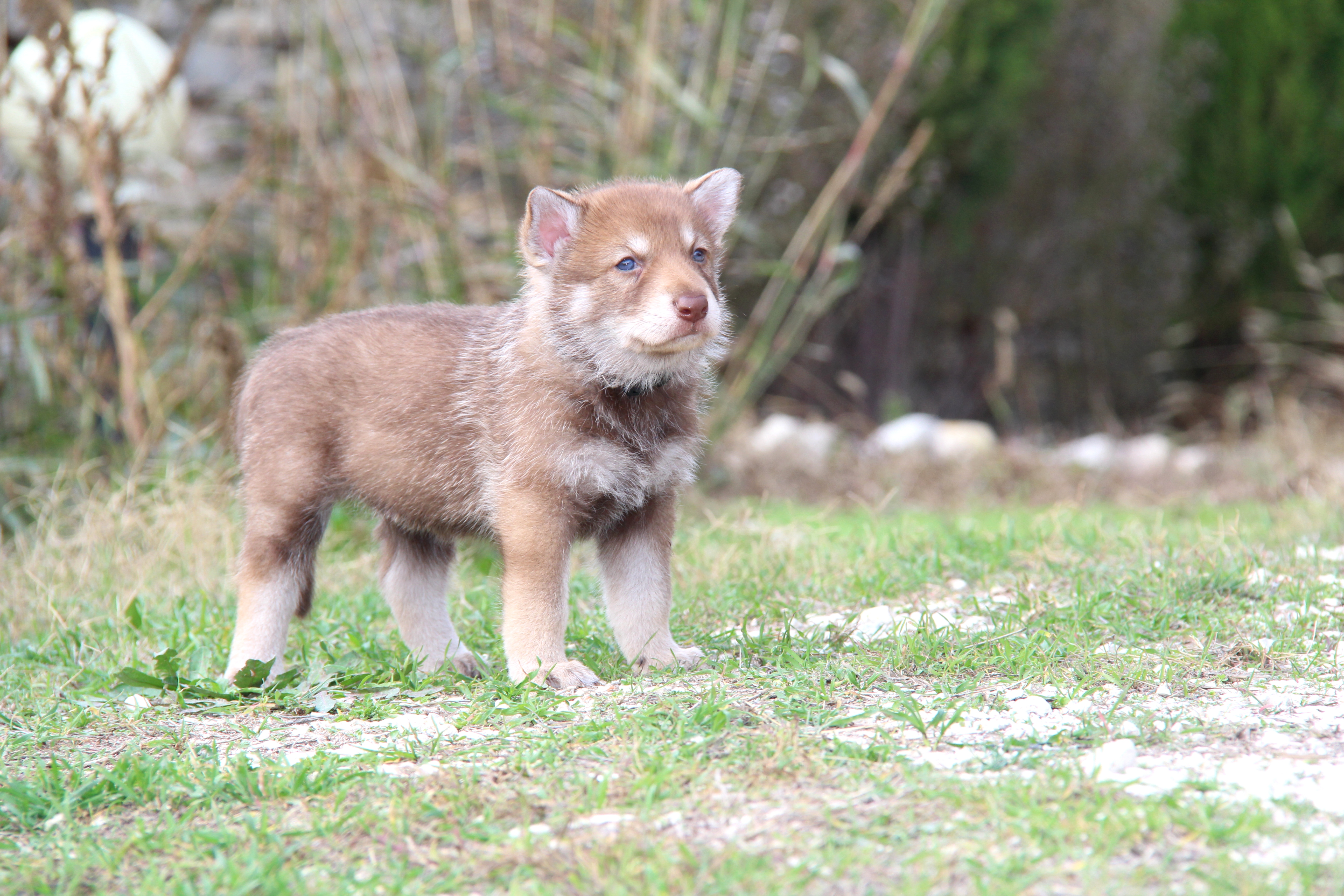 Saarlooswolfhond Puppies: Saarlooswolfhond Saarloos Wolfhound Puppy Breed