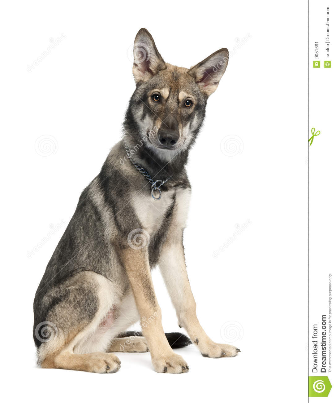 Saarlooswolfhond Puppies: Saarlooswolfhond Stock Saarloos Wolf Dog Puppy Months Old Breed