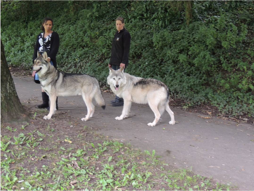 Saarlooswolfhond Puppies: Saarlooswolfhond Wolf Dog Puppies For Sale Breed