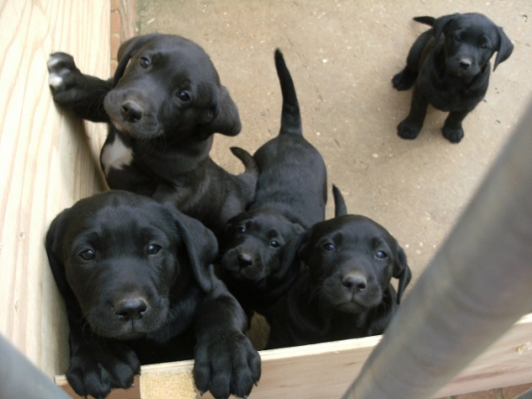 Sabueso Español Puppies: Sabueso Add S English Foxhound Dogs In Your Blog Breed