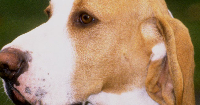 Sabueso Español Dog: Sabueso Chien D Artois Breed