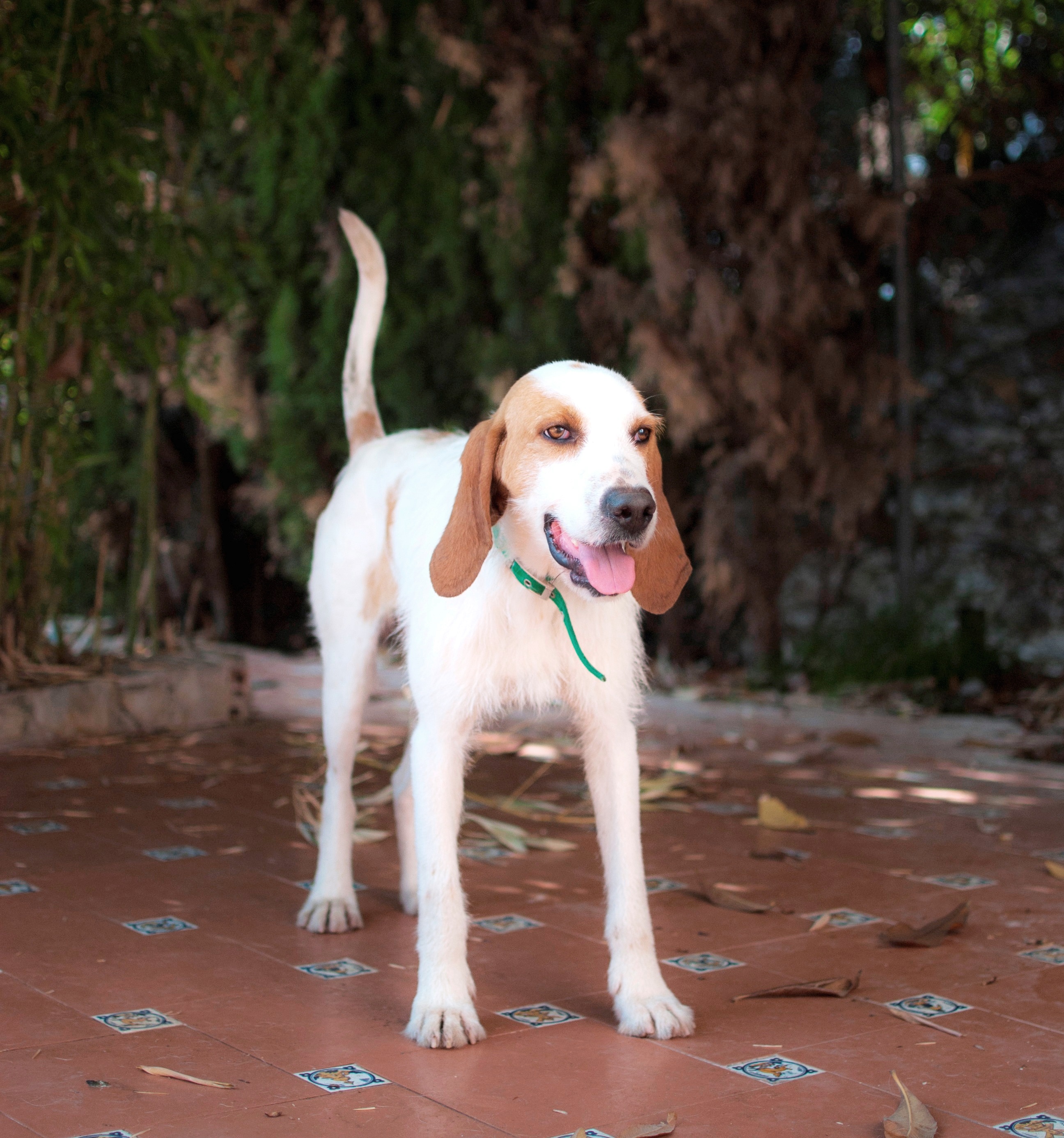 Sabueso Español Dog: Sabueso Sabueso Espanol Dog Breed