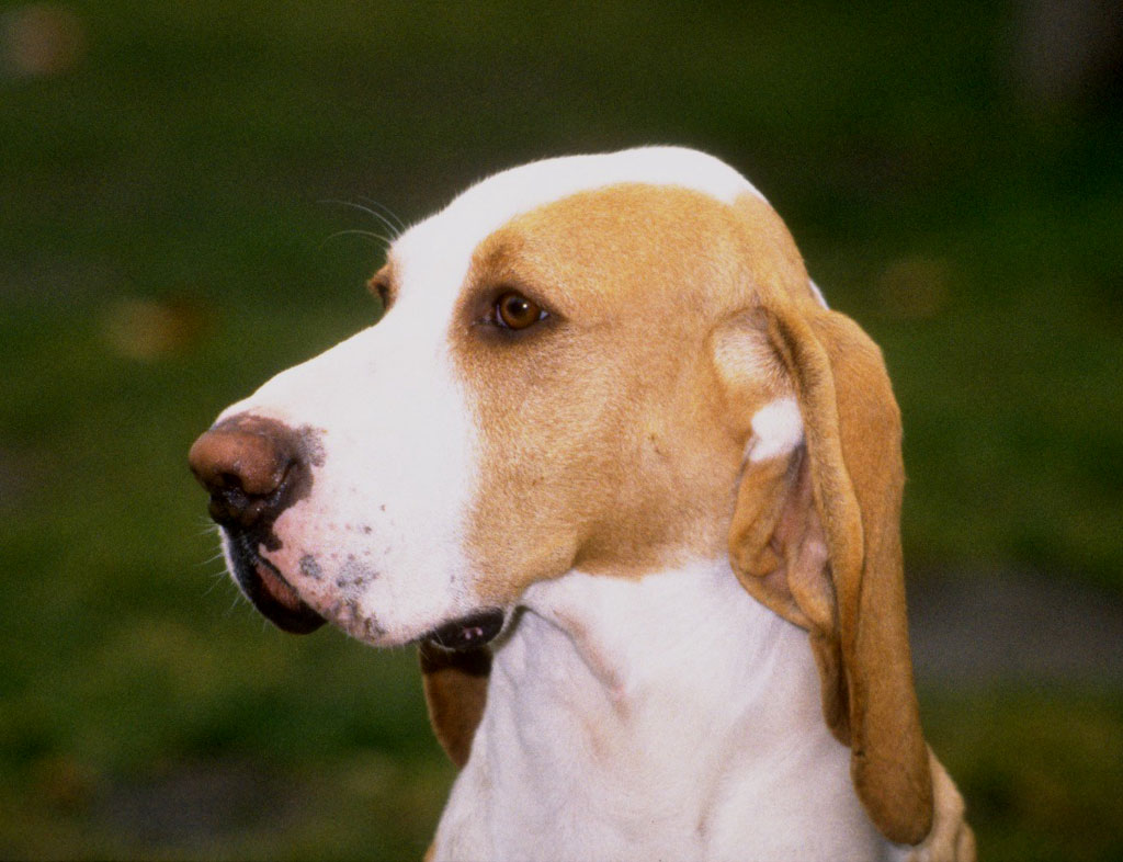Sabueso Español Dog: Sabueso Sabueso Espanol Dog Face Breed