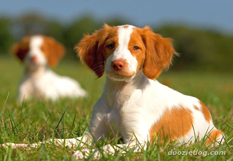 Saint-Usuge Spaniel Puppies: Saint Usuge Brittany Puppy Breed
