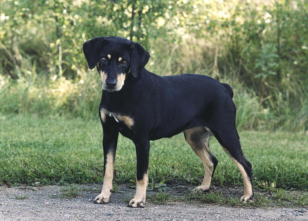 Saint-Usuge Spaniel Puppies: Saint Usuge Smalandsstovare Dog Breed