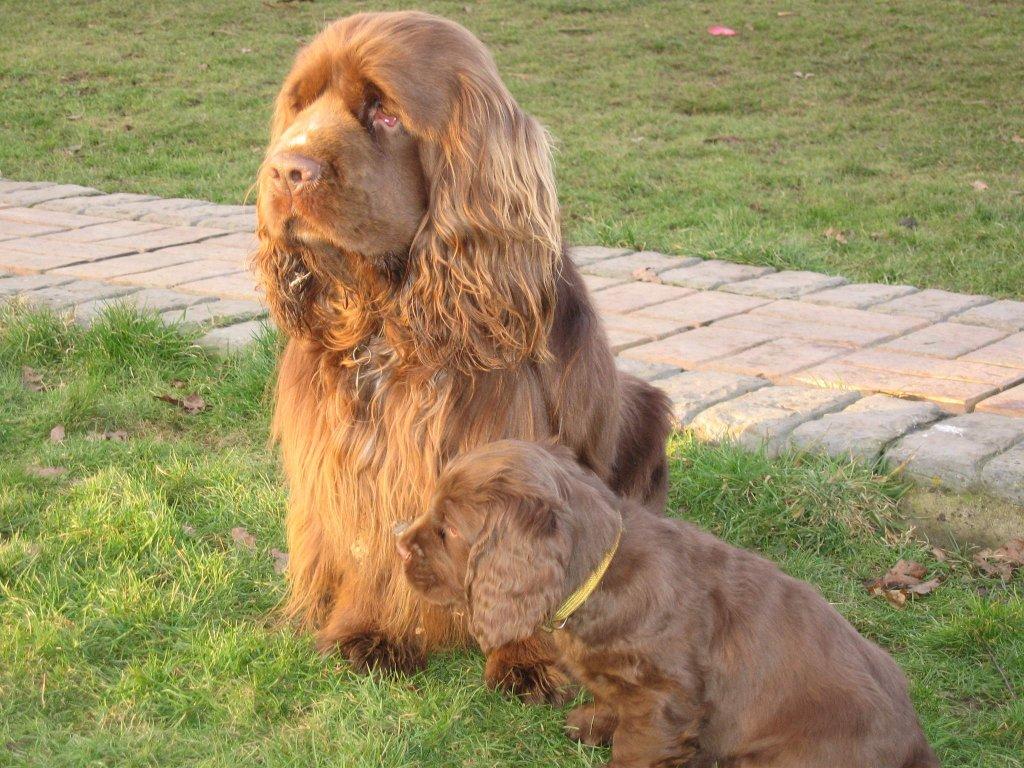 Saint-Usuge Spaniel Puppies: Saint Usuge Sussex Spaniel With Her Puppy Breed