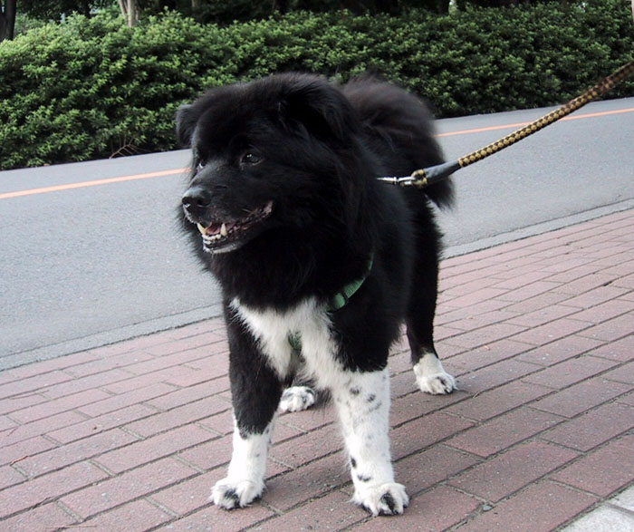 Sakhalin Husky Dog: Sakhalin Index Breed