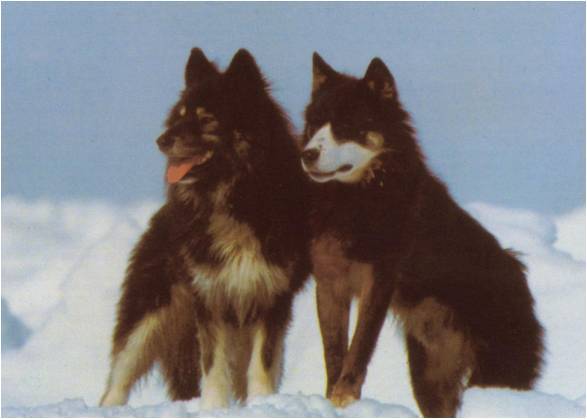 Sakhalin Husky Dog: Sakhalin Sakhalin Husky Dogs Breed