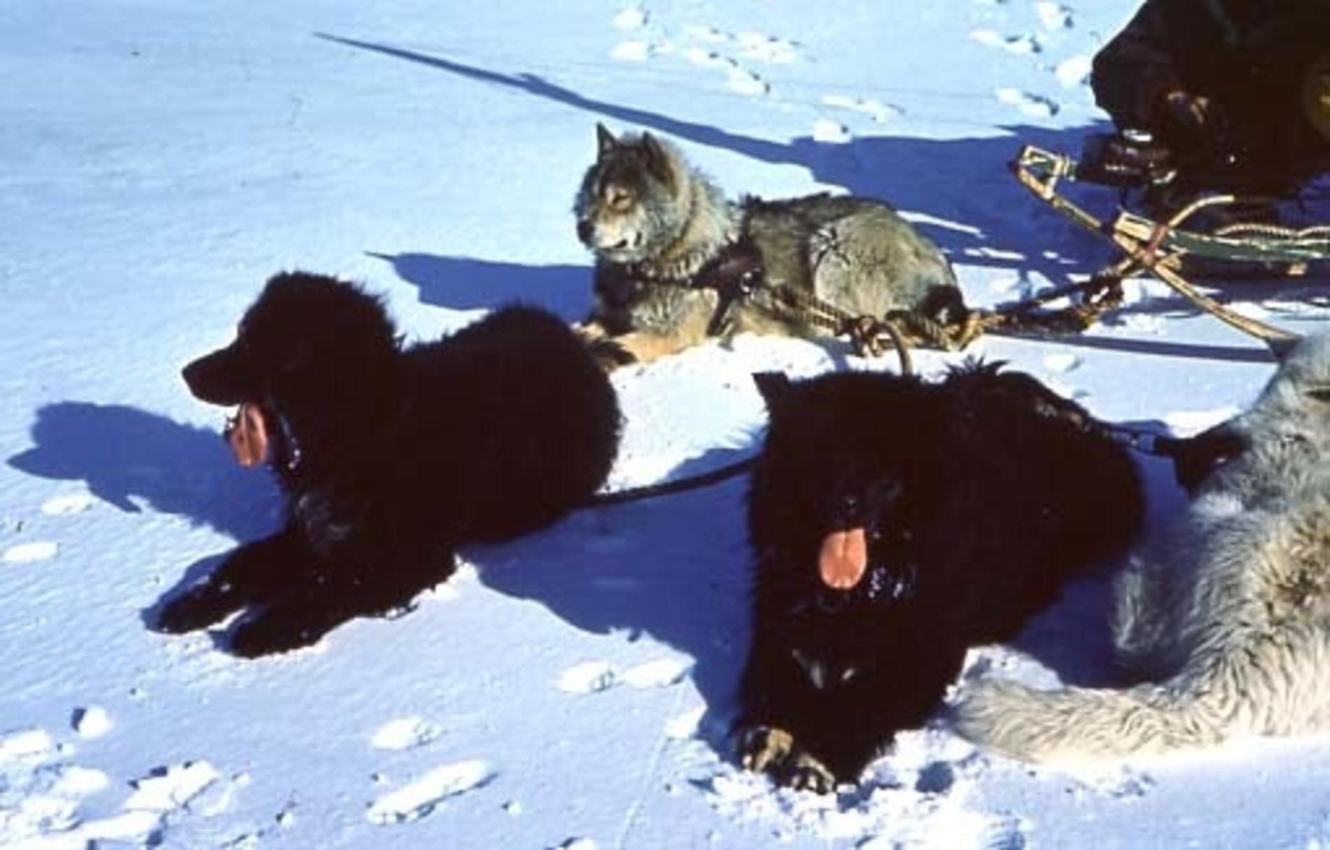 Sakhalin Husky Dog: Sakhalin Sakhalin Husky In The Snow Breed