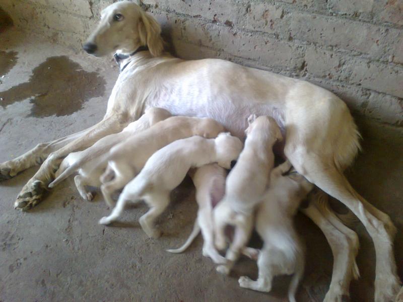 Saluki Puppies: Saluki Mdmane Saluki Breed