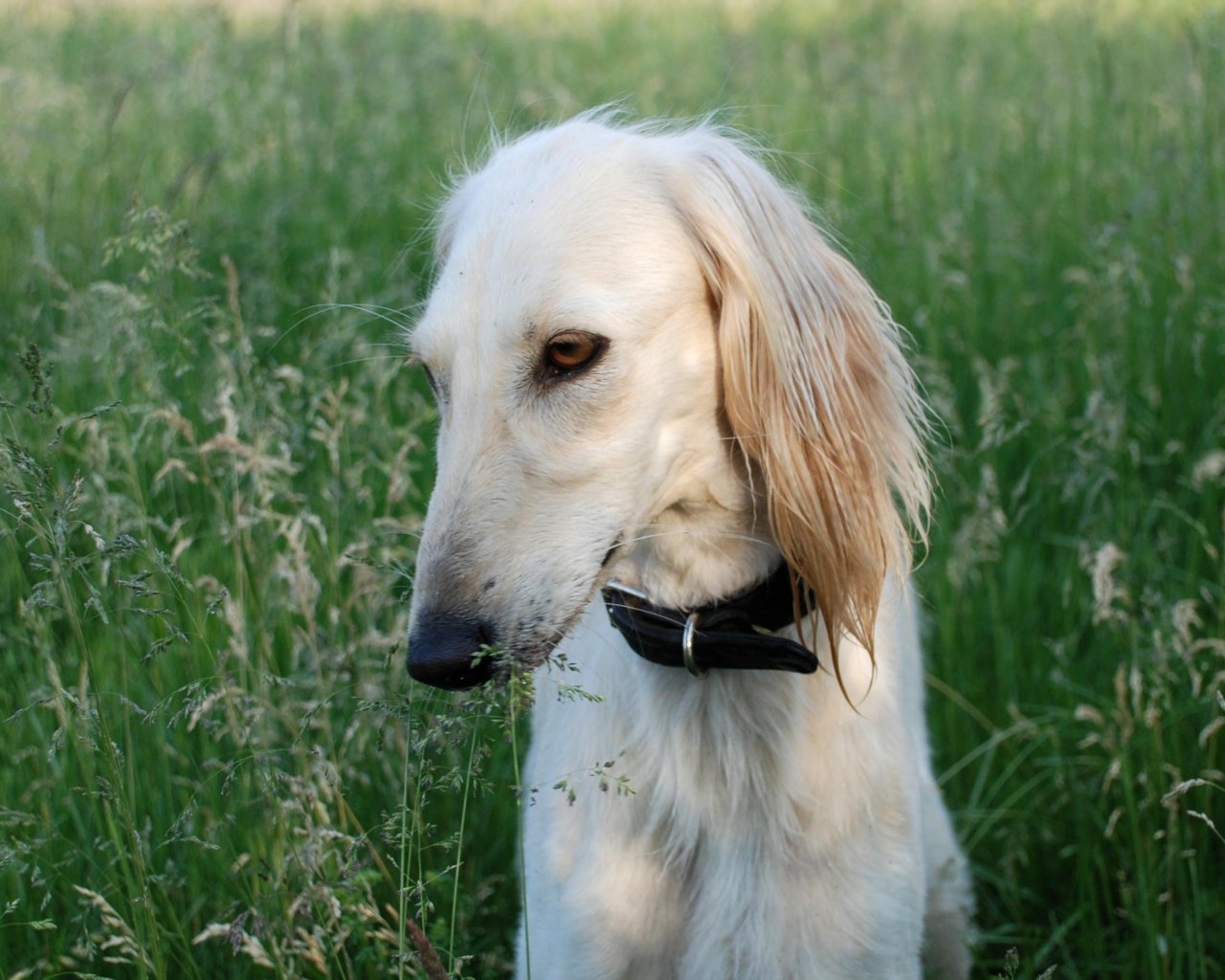 Saluki Dog: Saluki Saluki Sighthound Breed