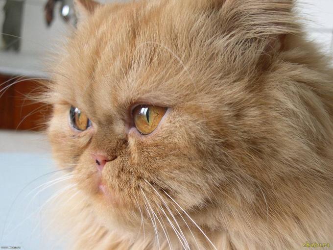 Sam Sawet Kitten: Sam Serious Persian Cat Breed