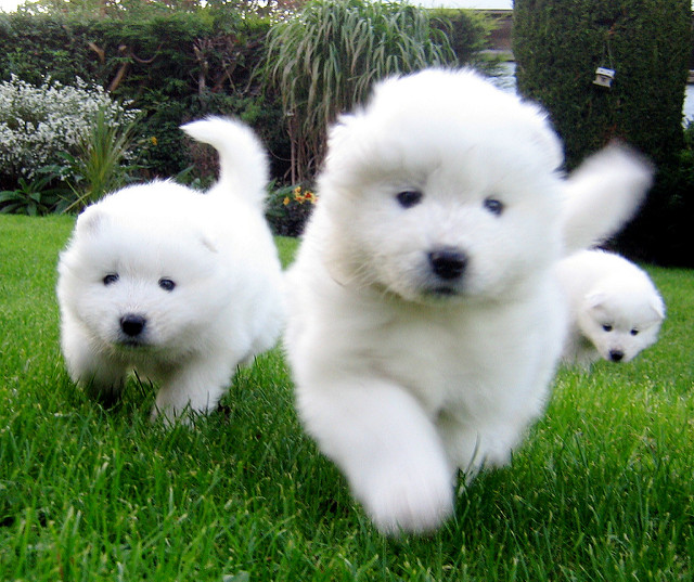Samoyed Puppies: Samoyed Breed